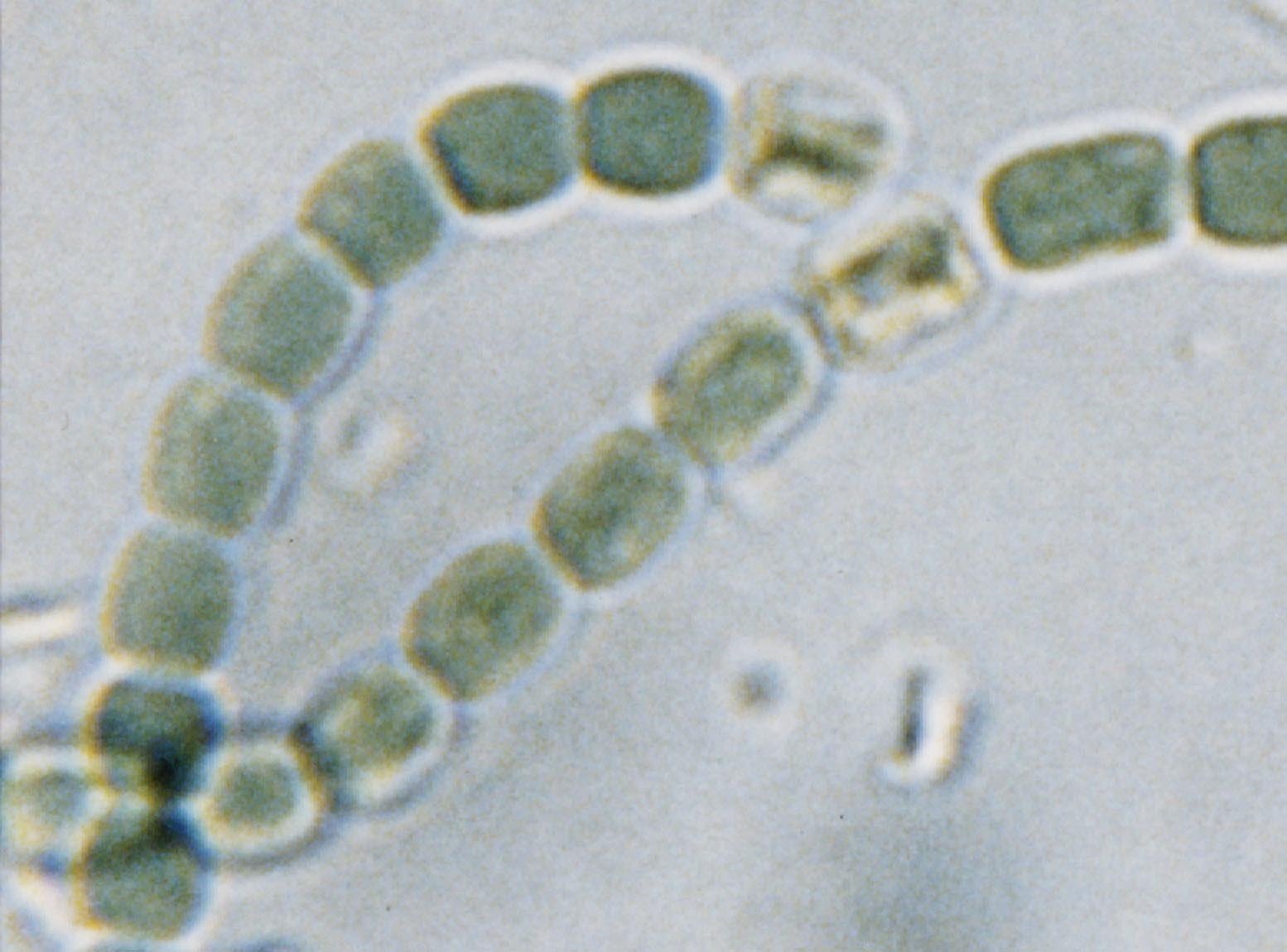 シアノバクテリア